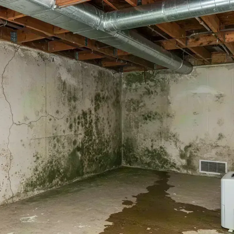 Professional Mold Removal in Jamesburg, NJ